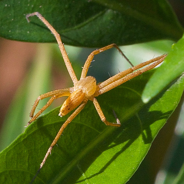 ecosystem/fauna/Slender Crab Spider(Tibellus sp.)