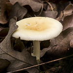 Don’t Touch This One Possible Amanita (Destroying Angel)

&#039;
