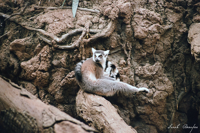 Ring-tailed Lemurs.