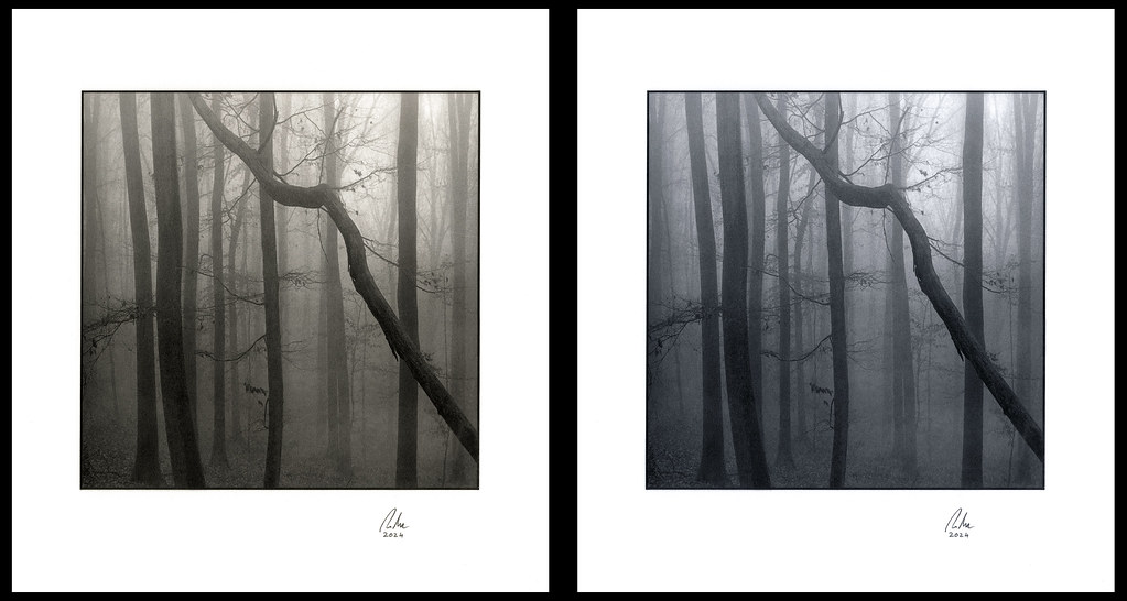 Dark and Foggy Woodland