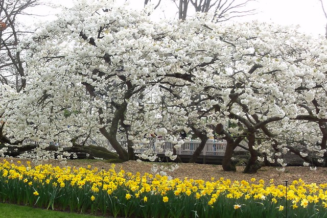 White Blossoms, Keukenhof, Netherlands