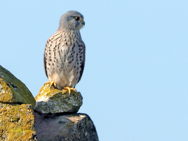 Cernícalo vulgar (Falco tinnunculus) (3)