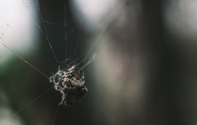 spider in her web