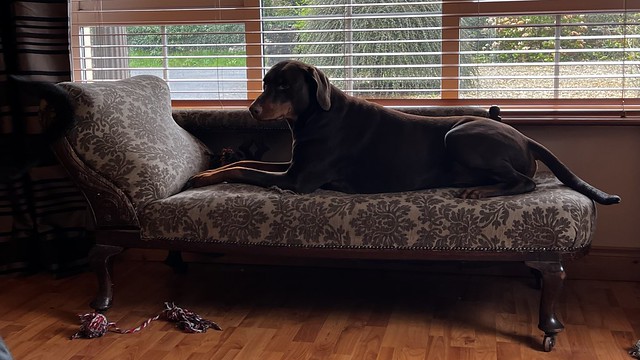 “The couch is all mine” - Dobie Kaiser
