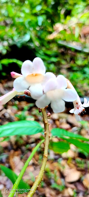 Radermachera glandulosa (Blume) Miq.