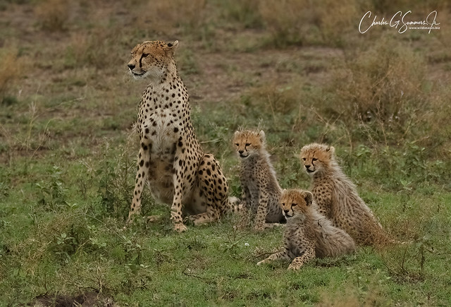 Cheetah family _MG_3225