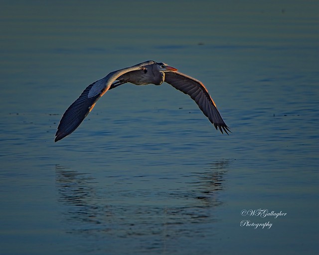 Great Blue Heron on the move at sunrise