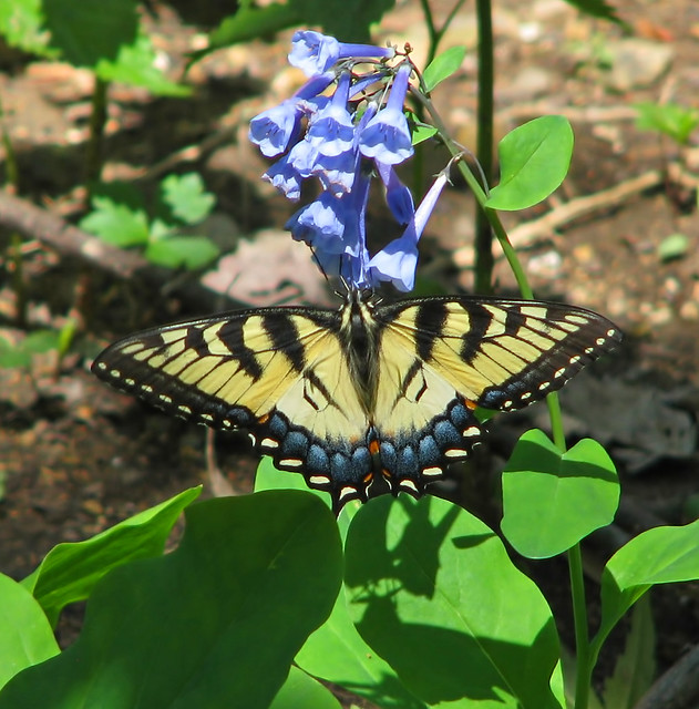 Tiger swallowtail on Virginia bluebells - Easter weekend!