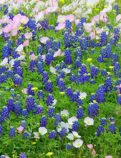 A29C0524  Blue bonnets and Evening primrose