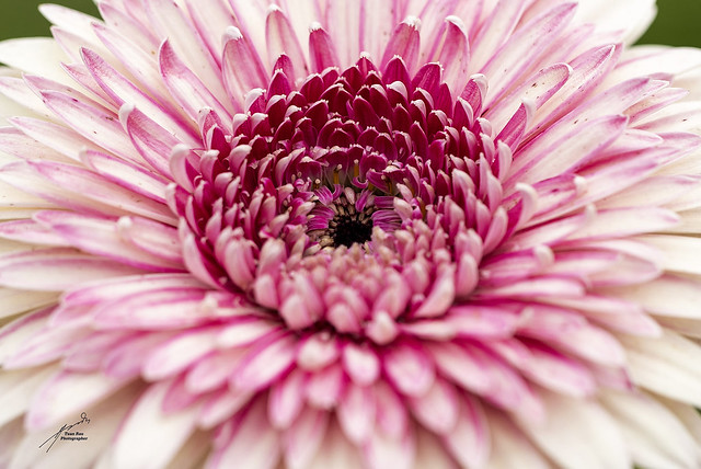 A19I4349fn_Gerbera is a genus of plant in the Asteraceae of the daisy family