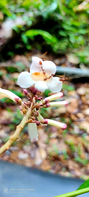 Radermachera glandulosa (Blume) Miq.