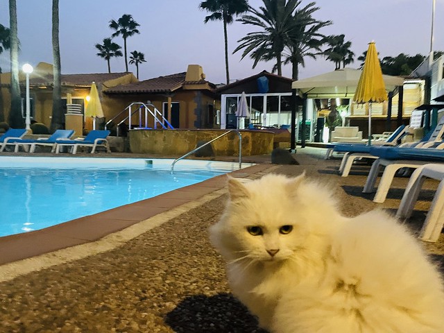 El gato de la piscina/ Cath y pwll nofio