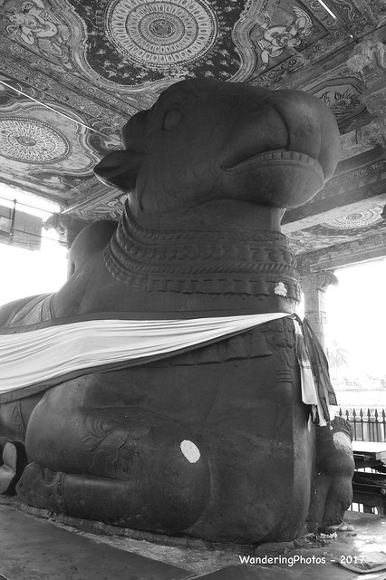 Nandi Bull - Brihadeshwara Temple - Thanjavur Tamil Nadu India