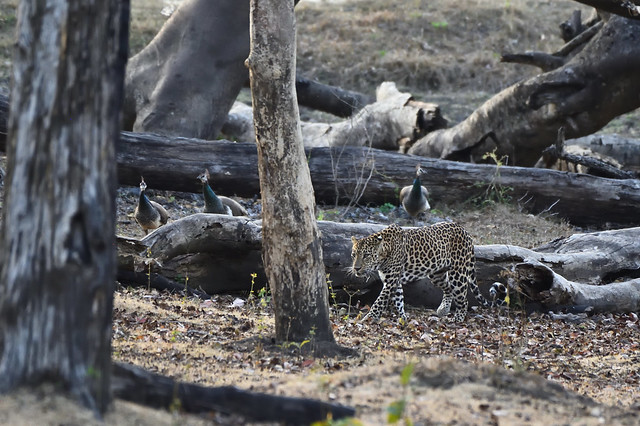 Indian leopard and Indian peafowl