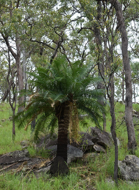 Cycas media ssp banksii, Davies Ck Falls, near Mareeba, QLD, 13/01/24