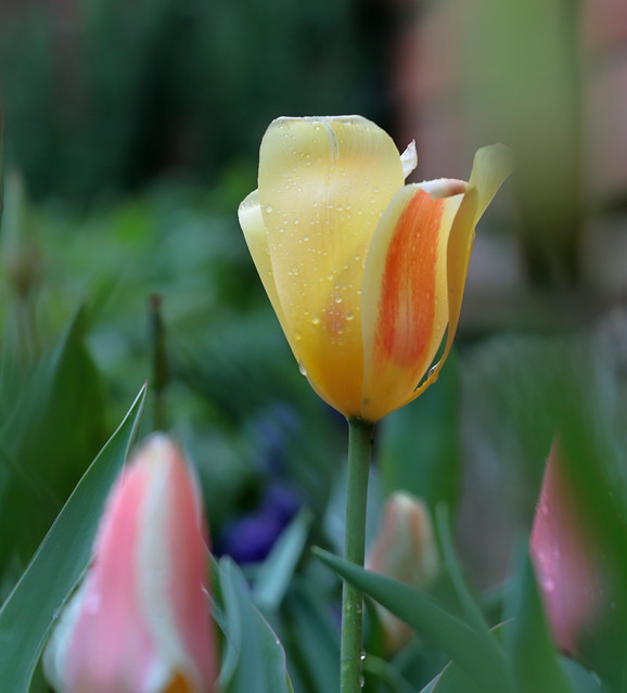 Tulips_2024_4