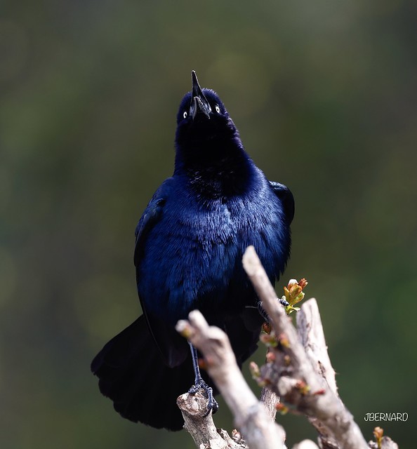 boat-tailed grackle male (Quiscalus major)