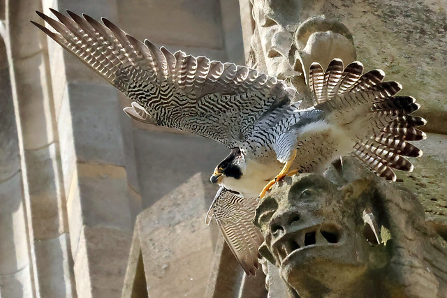 Pregrine Falcon