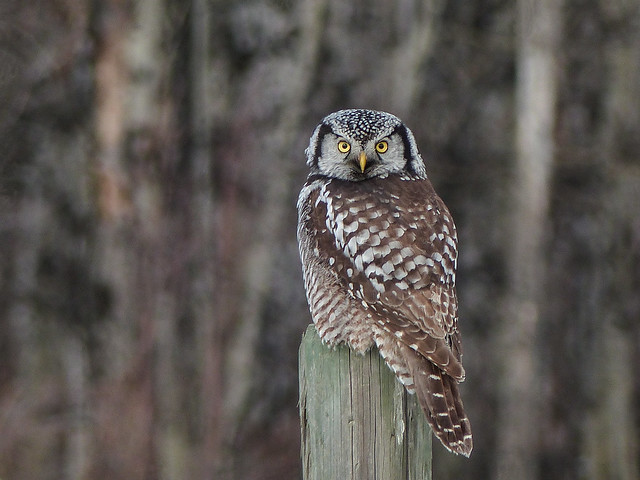 Northern Hawk Owl / Surnia ulula , 2017