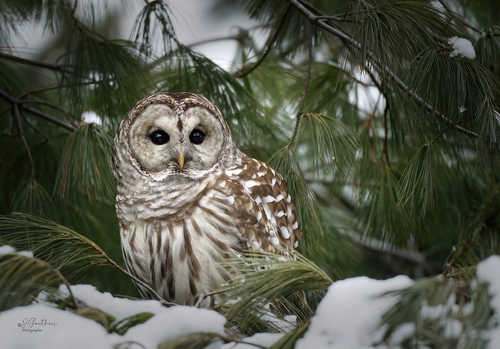 Chouette Rayée. / Barred Owl .
