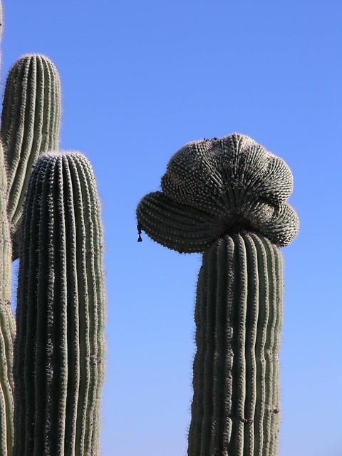 Crested Saguaro cactus; San Pedro River Valley, SE of San Manuel, AZ
