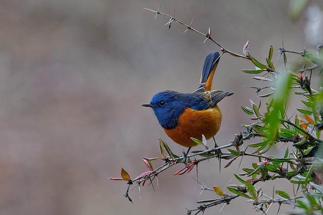 Синелобая горихвостка, Phoenicurus frontalis, Blue-fronted Redstart