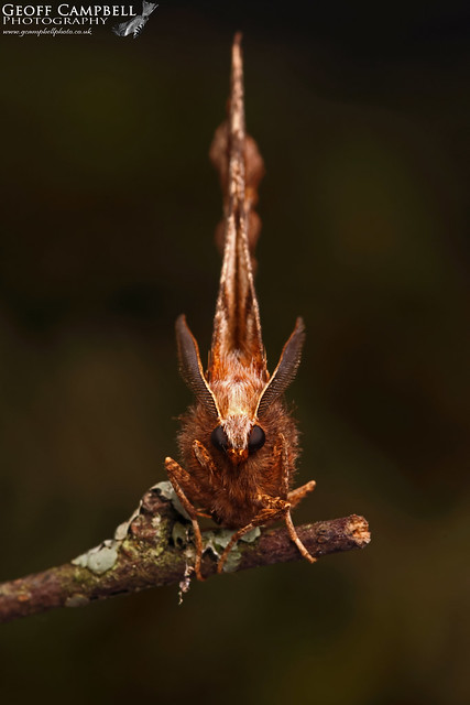 Early Thorn Moth (Selenia dentaria)