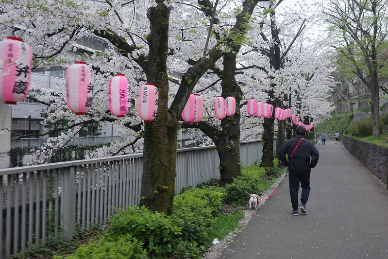004Ricoh GRⅢx文京区関口二丁目江戸川公園の桜並木.