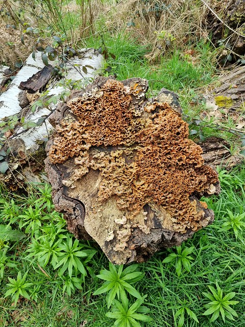 Fungus on the stump