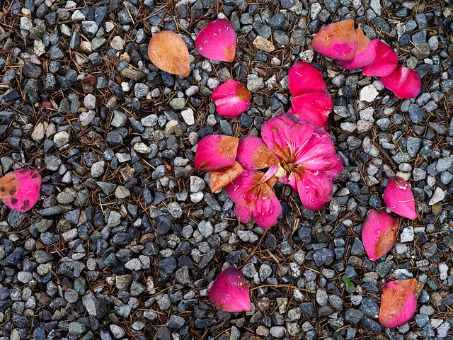 Gravel and broken flower