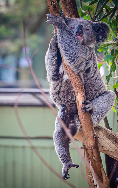 Koala hanging out at Featherdale Sydney Wildlife Park - Doonside Australia