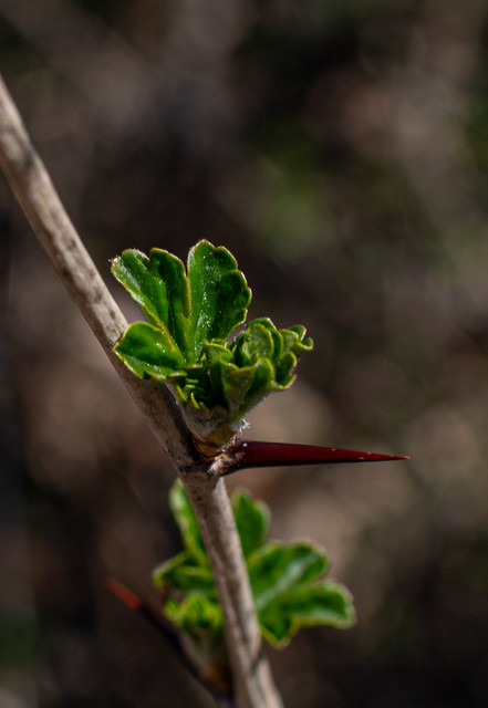 Goose Berry Bush Leafing Out