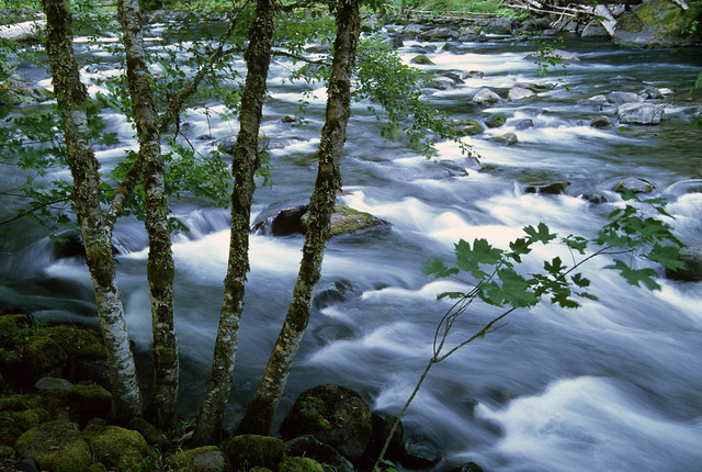 Salmon River (Mt. Hood National Forest), Oregon