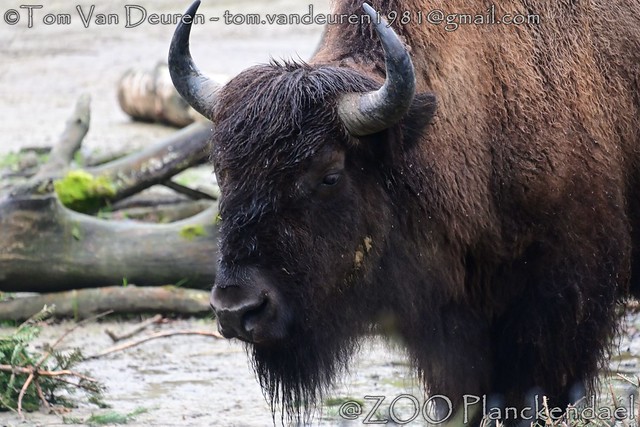 Amerikaanse bizon - Bison bison - American bison