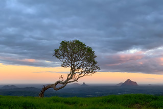 Frangipanni Tree and Mountains at Sunset