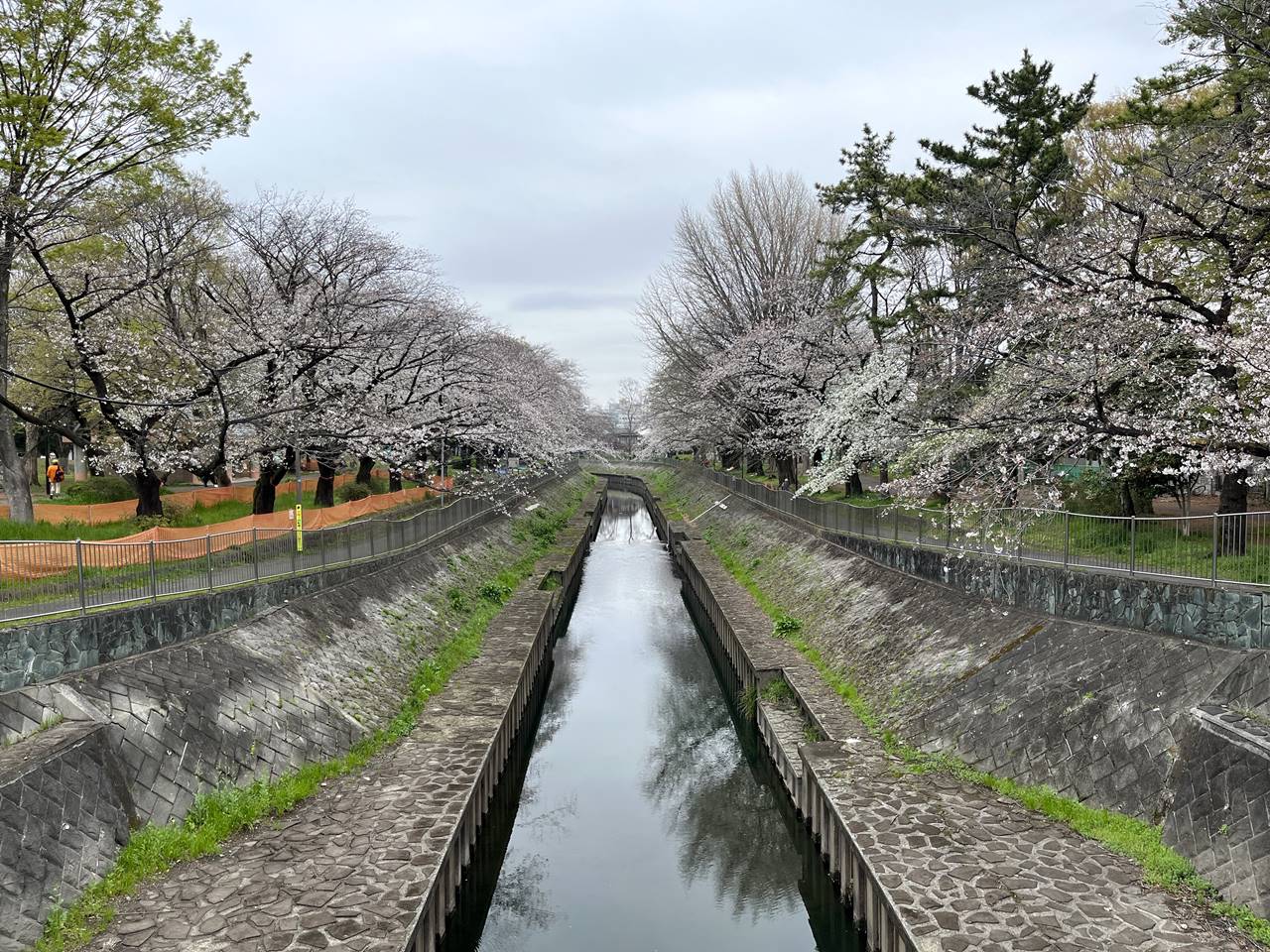 【東京】桜の名所 善福寺川緑地 お花見散歩