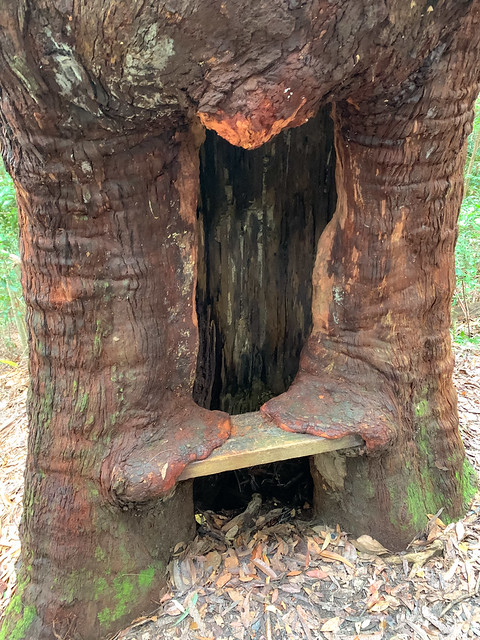 Tree Slowly Reclaiming a Seat