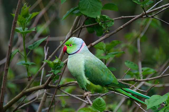 Ring-necked Parakeet profile