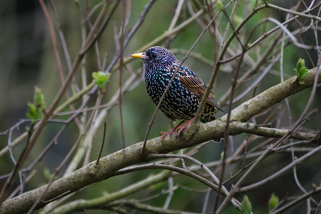 Common starling on a branch
