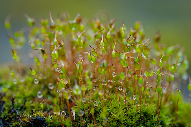Raindrops in the moss