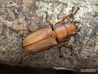 Stag beetle (Cyclommatus lunifer) - P3125839