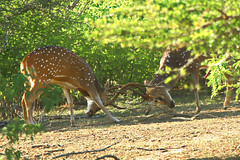 Male Spotted Deer fight with their Antlers
