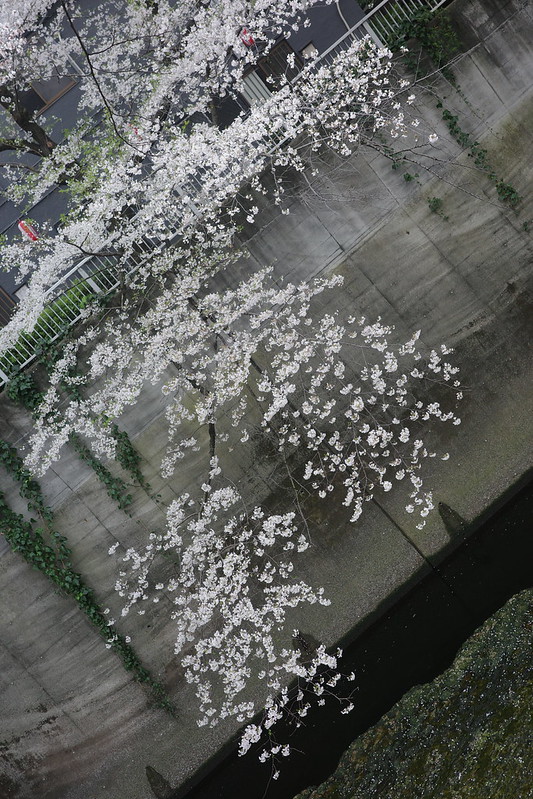 011Ricoh GRⅢx豊島区高田一丁目の桜並木.