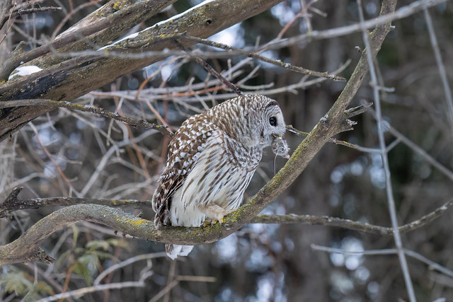 Barred Owl / Kvistugla (Strix varia)