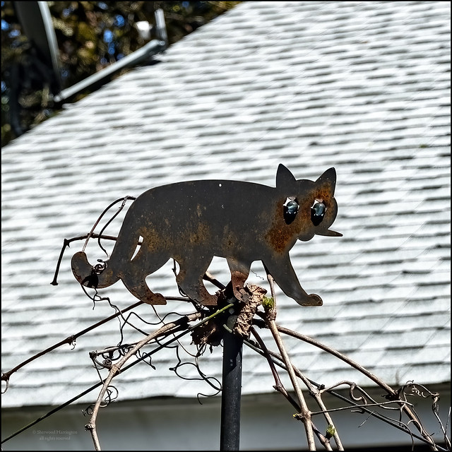 Hot Tin Cat on a Roof