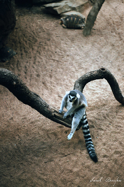 Ringtailed Lemur and Radiated Tortoises.