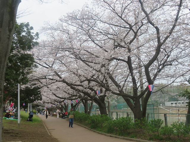 中原平和公園の桜 2024.4.6