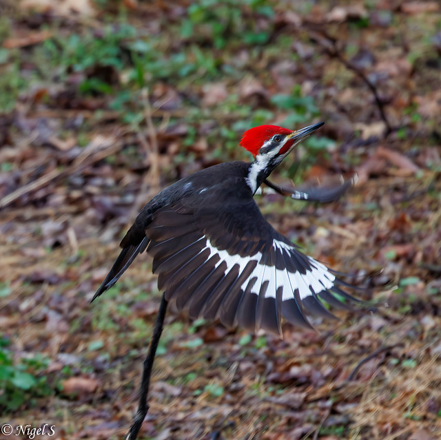 A male pileated woodpecker