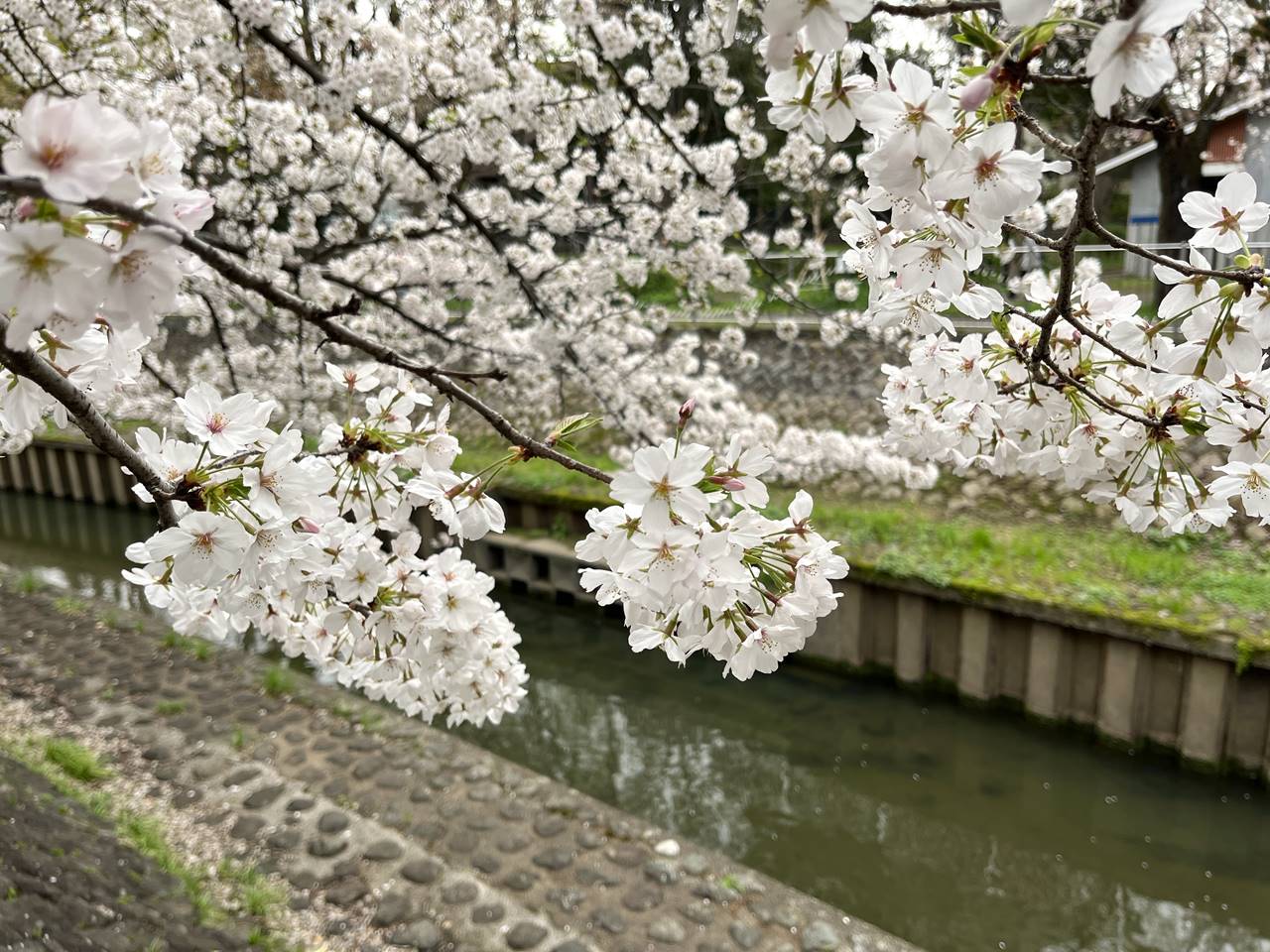 【東京】桜の名所 善福寺川緑地 お花見散歩