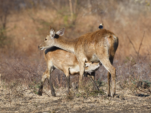 Javan Deers